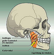 Kinn-Zungenbein-Muskel