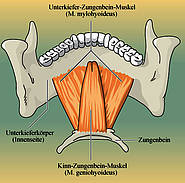 Unterkiefer-Zungenbein-Muskel