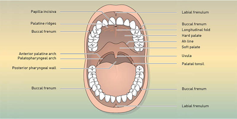 Oral Structure 35