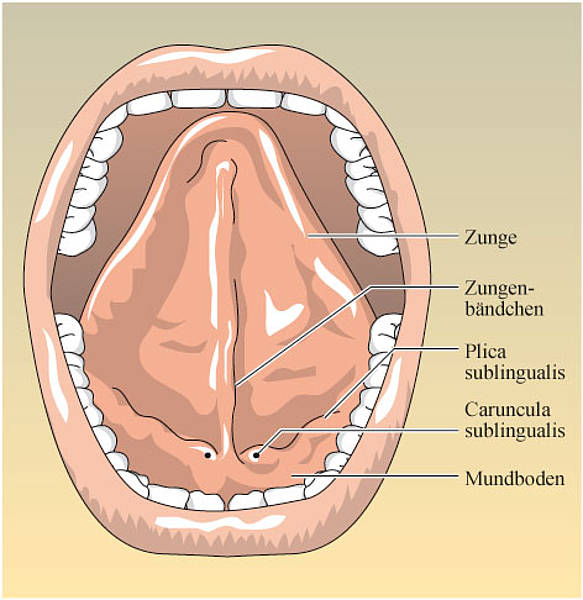 Mundboden (Diaphragma oris) MedkoM
