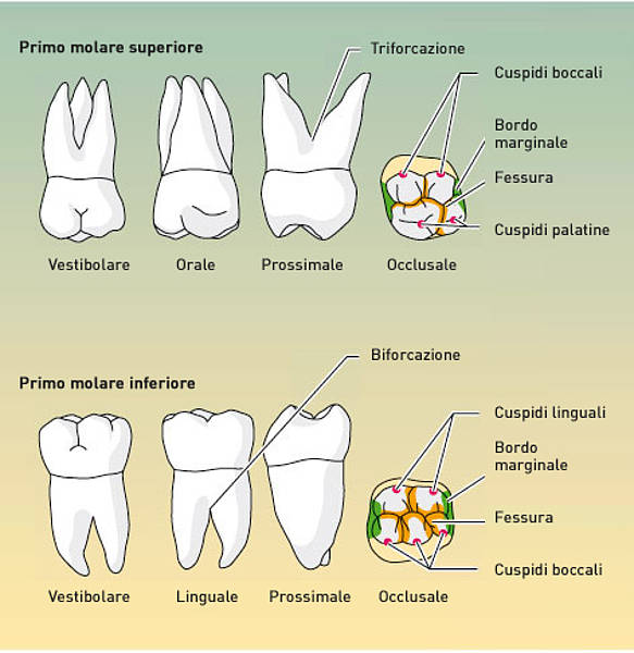 Disegno Da Colorare Denti Disegni Da Colorare E Stampare Gratis Imm