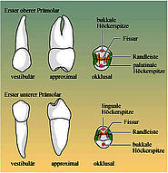 Oberer und unterer Molar