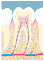 Gesundes Parodontium