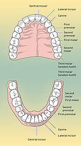 Dentition structure