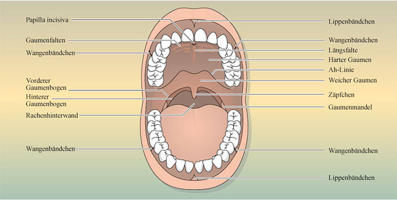 1 Mund Mundhöhle Modell für den menschlichen Mund Anatomisches 1 