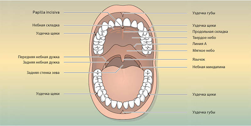 Фото Рта Человека