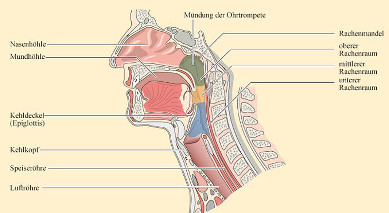 1 humanes Nasen-Mund-Laryngopharynx-Modell für die Mundhöhle 1 