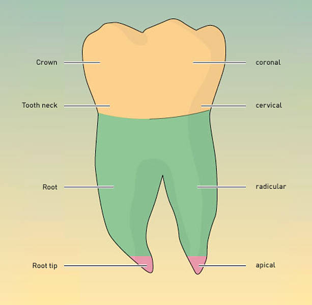 Dentition form