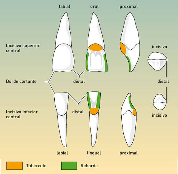 Estallar saber Custodio Estructura de los dientes