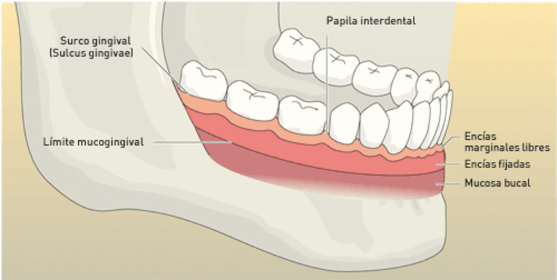 Resultado de imagen para encias anatomia