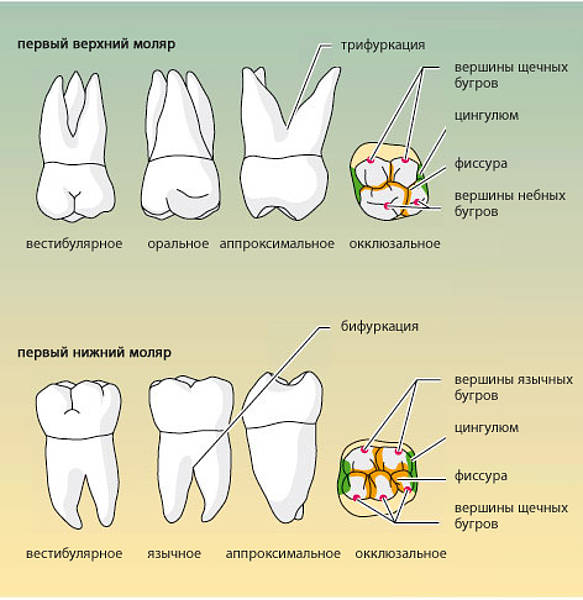 Про зубы на английском. Верхний моляр зуба анатомия. Верхний 2 моляр верхней челюсти. Анатомия Бугров 2 верхнего моляра. Моляр зуб верхней челюсти.