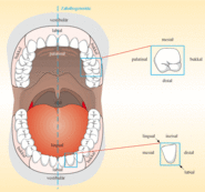 Richtungsbezeichnungen der Zähne