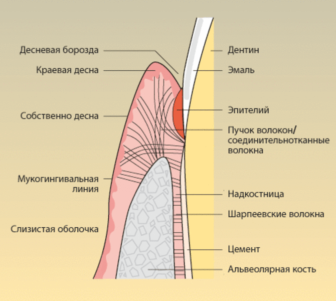 Стенка десна