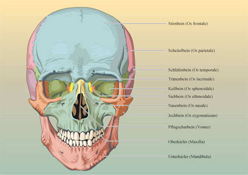 Gesichtsschädel